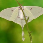 Actias sinensis subaurea Weibchen #2