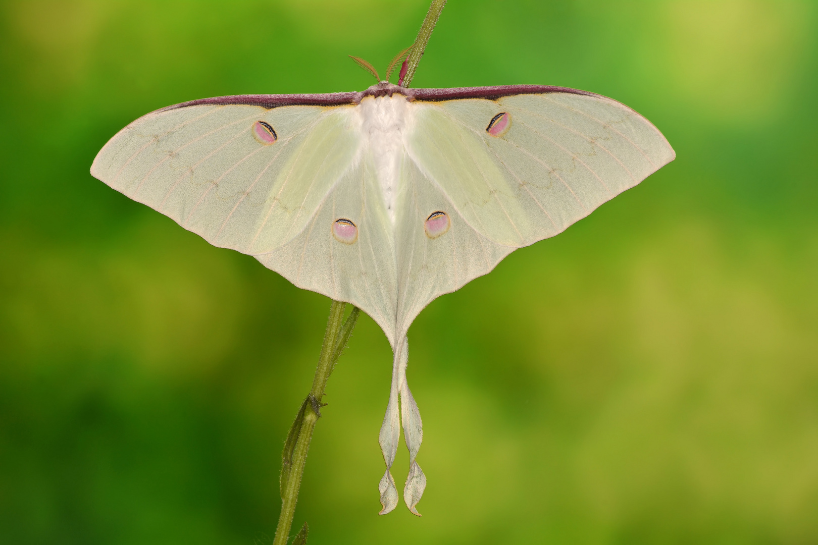 Actias sinensis subaurea Weibchen