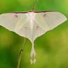 Actias sinensis subaurea Weibchen