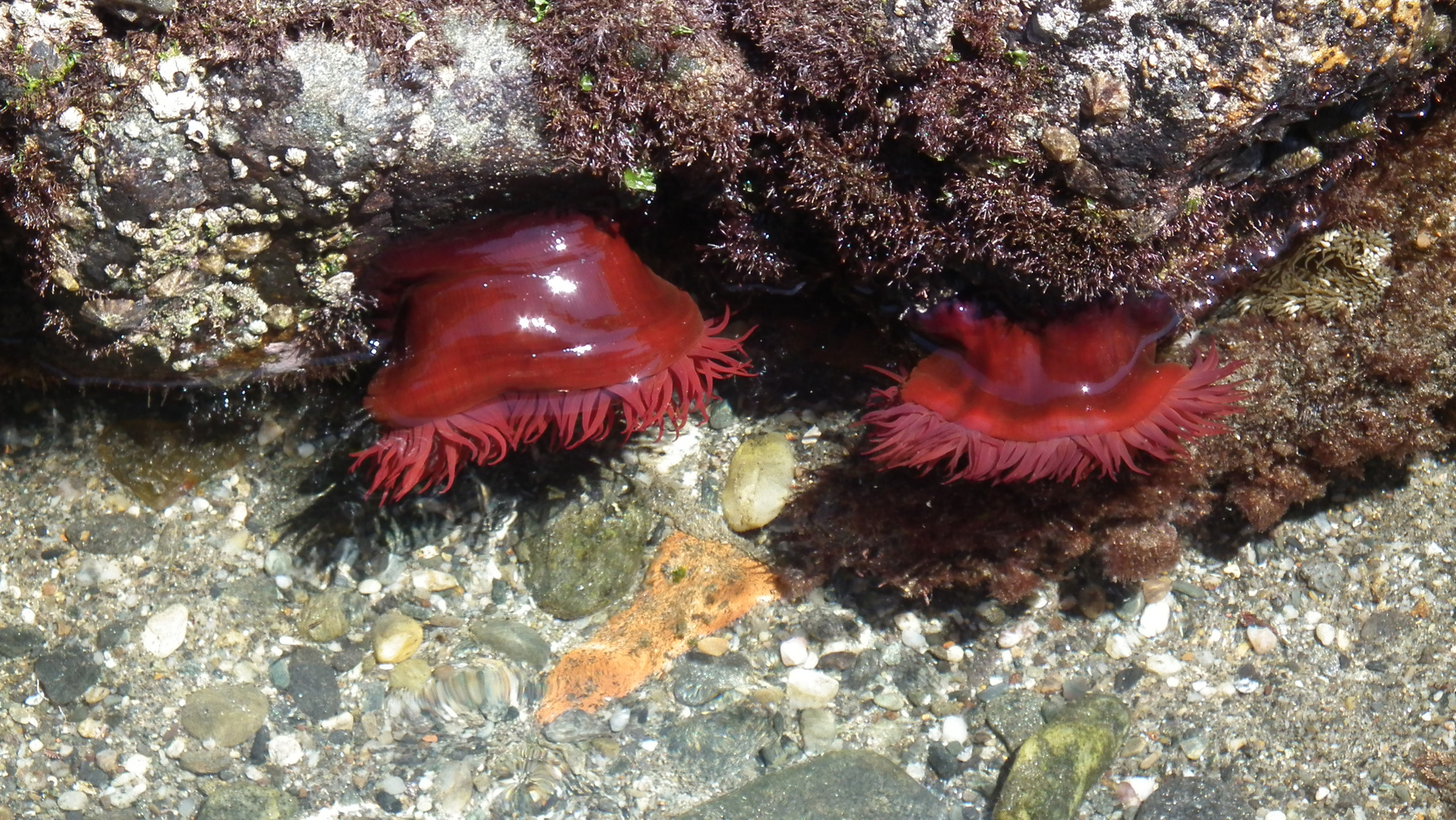 ACTINIA EQUINA O POMODORO DI MARE