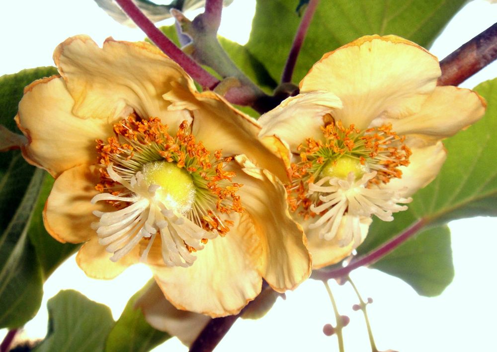 Actinidia 1