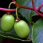 Actinidia arguta