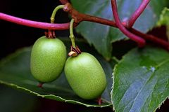 Actinidia arguta