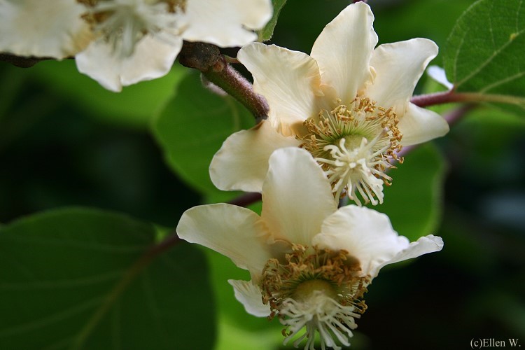 Actinidia deliciosa