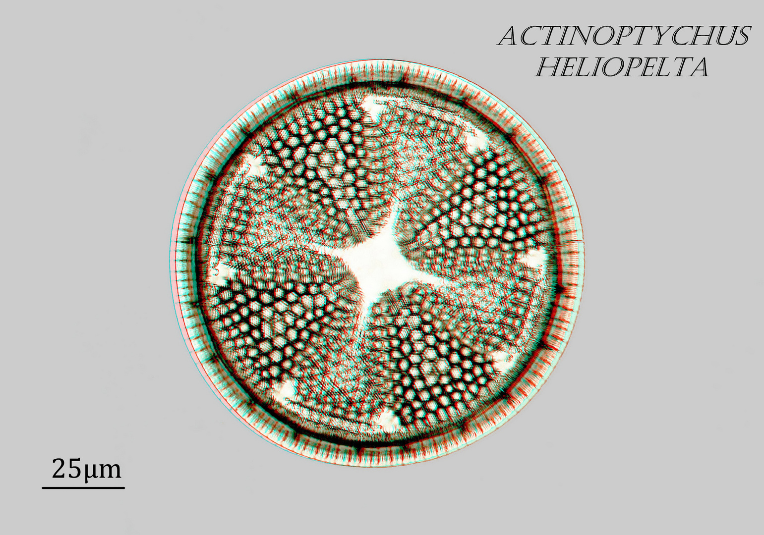 Actinoptychus heliopelta in 3D