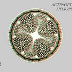 Actinoptychus heliopelta in 3D