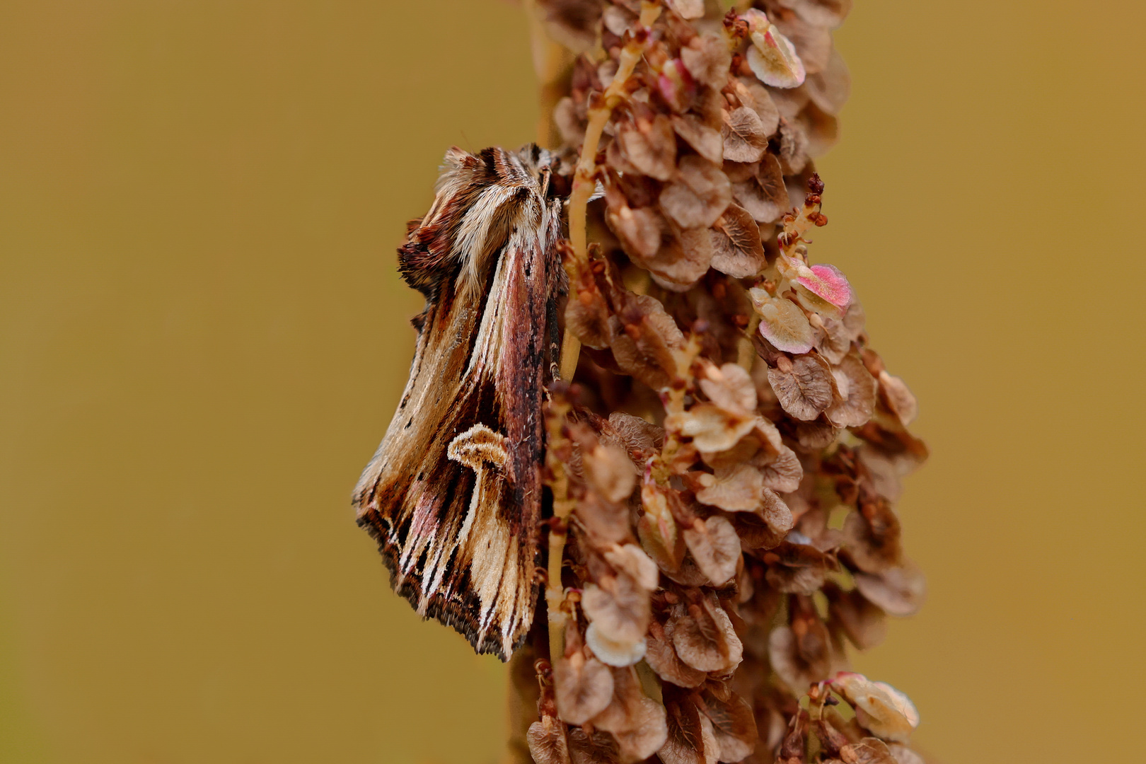 Actinotia polyodon...