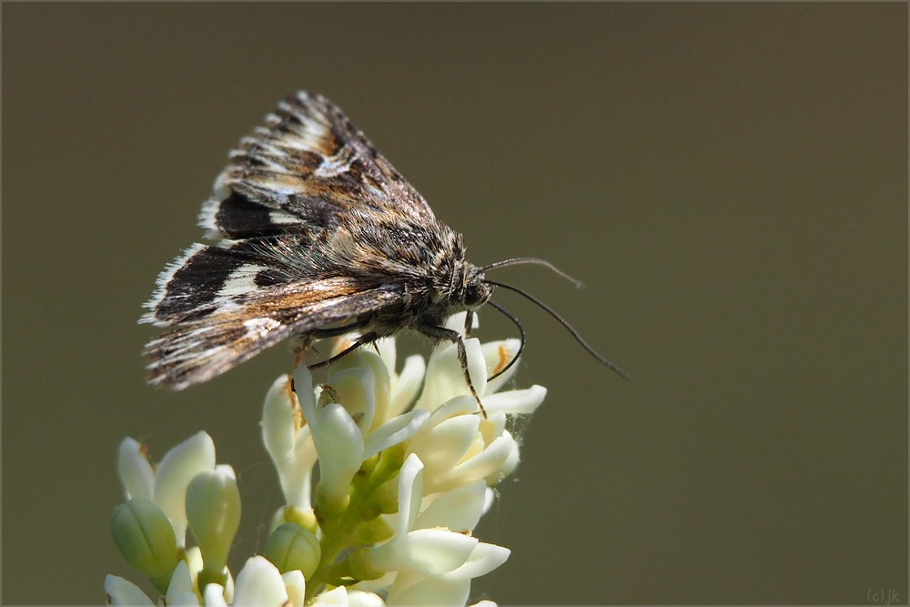 Actinotia radiosa