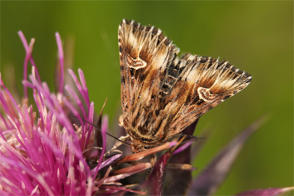 Actinotia radiosa