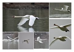 Action am Kleinhesseloher See