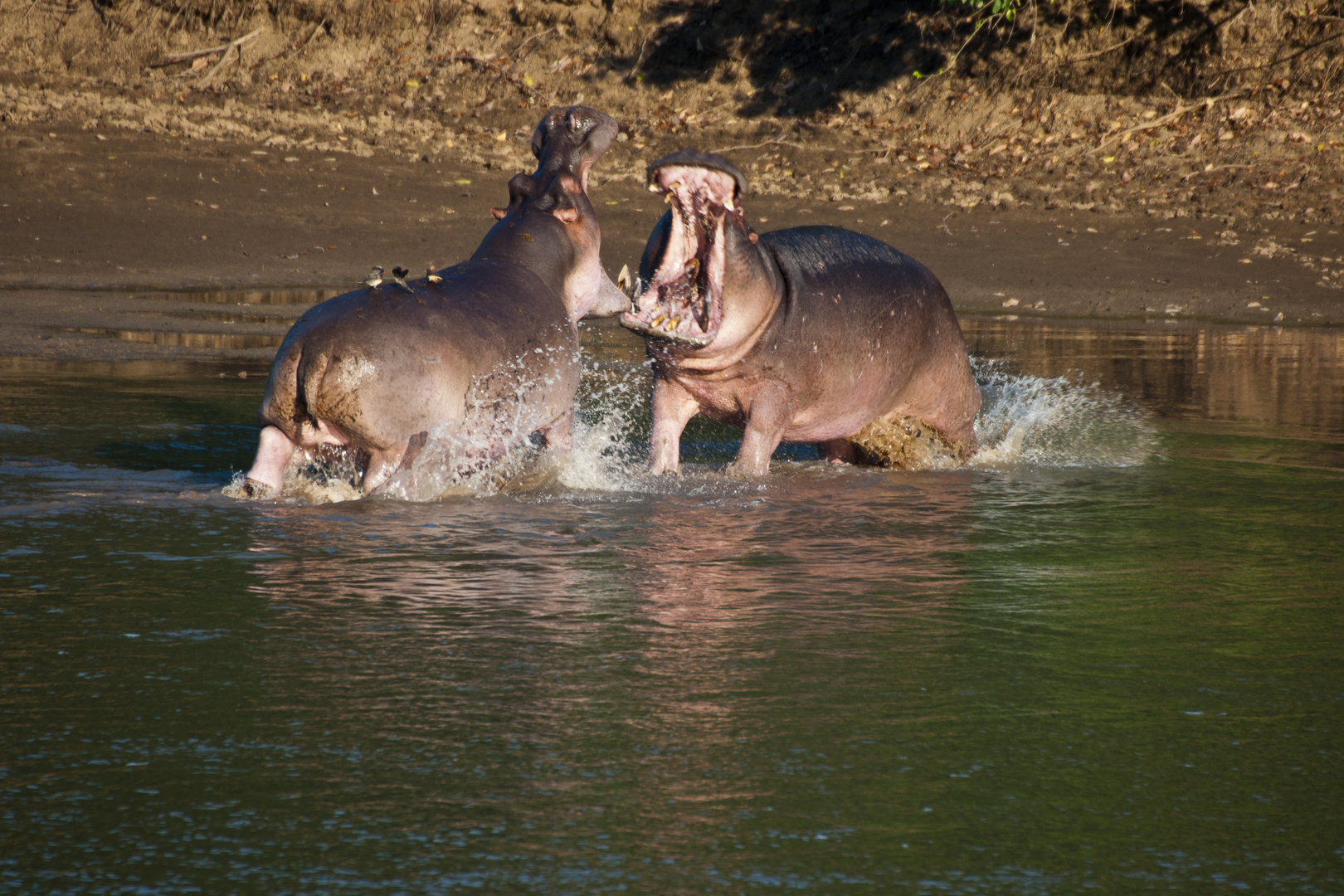 Action am Luangwa / Sambia / North-Lunangwa-NP / 16.06.2013