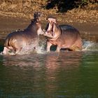 Action am Luangwa / Sambia / North-Lunangwa-NP / 16.06.2013