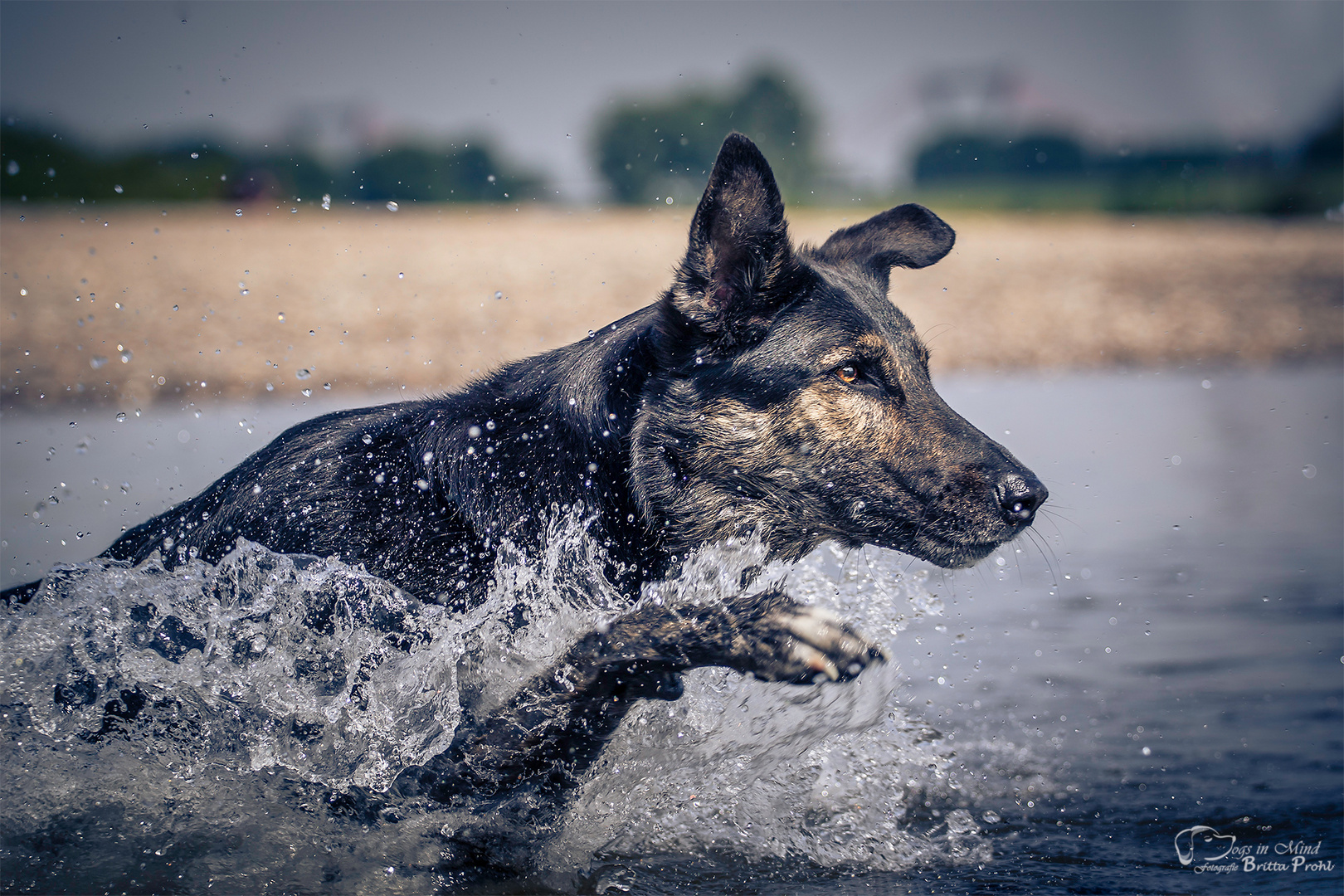 Action am Rhein