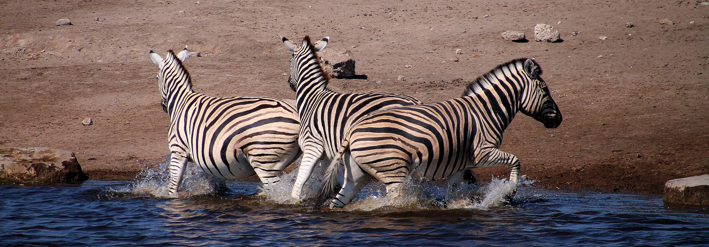 Action am Wasserloch