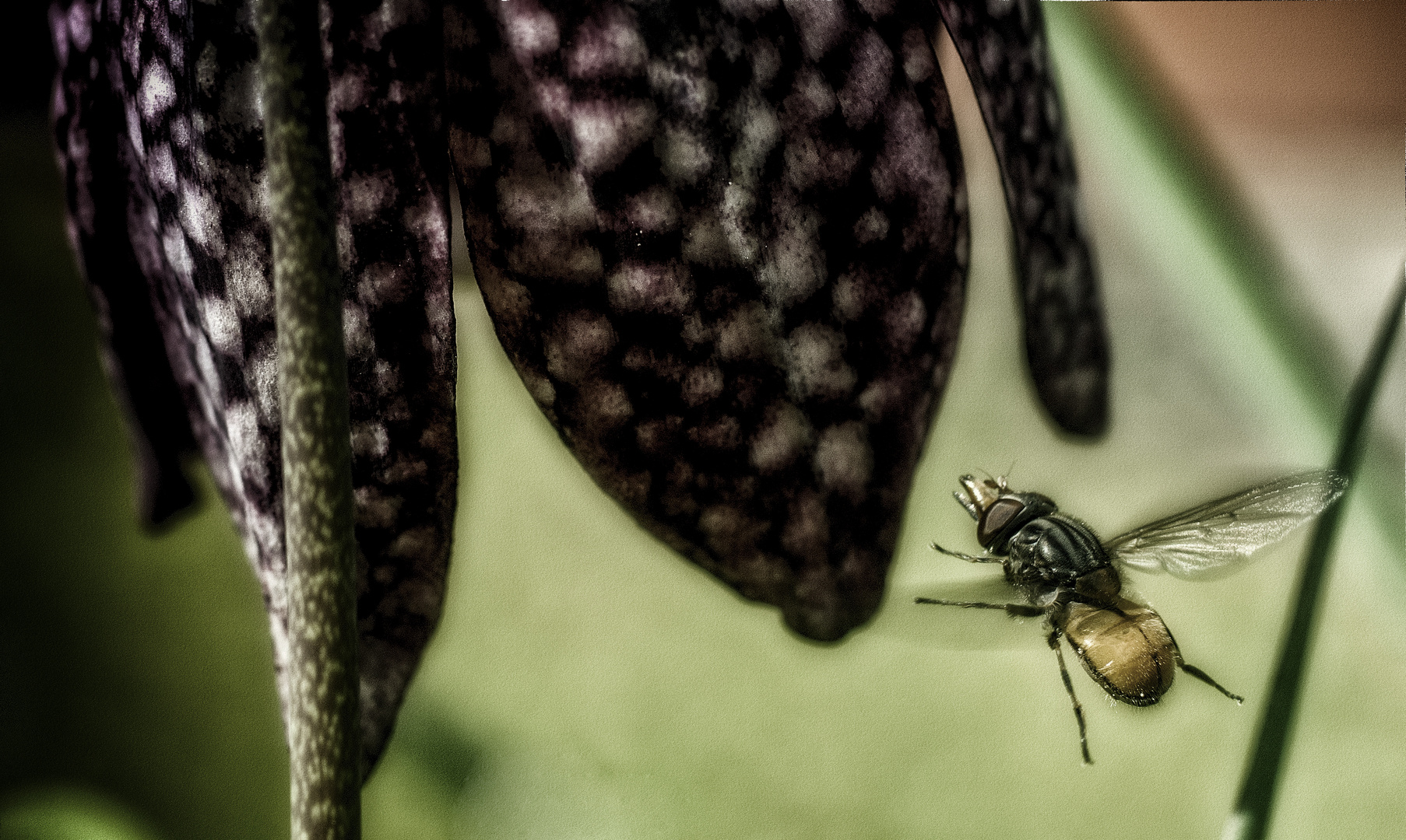 Action an der Schachbrettblume