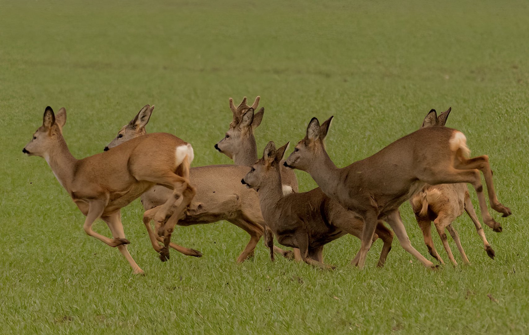 Action auf dem Feld