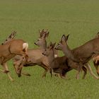 Action auf dem Feld