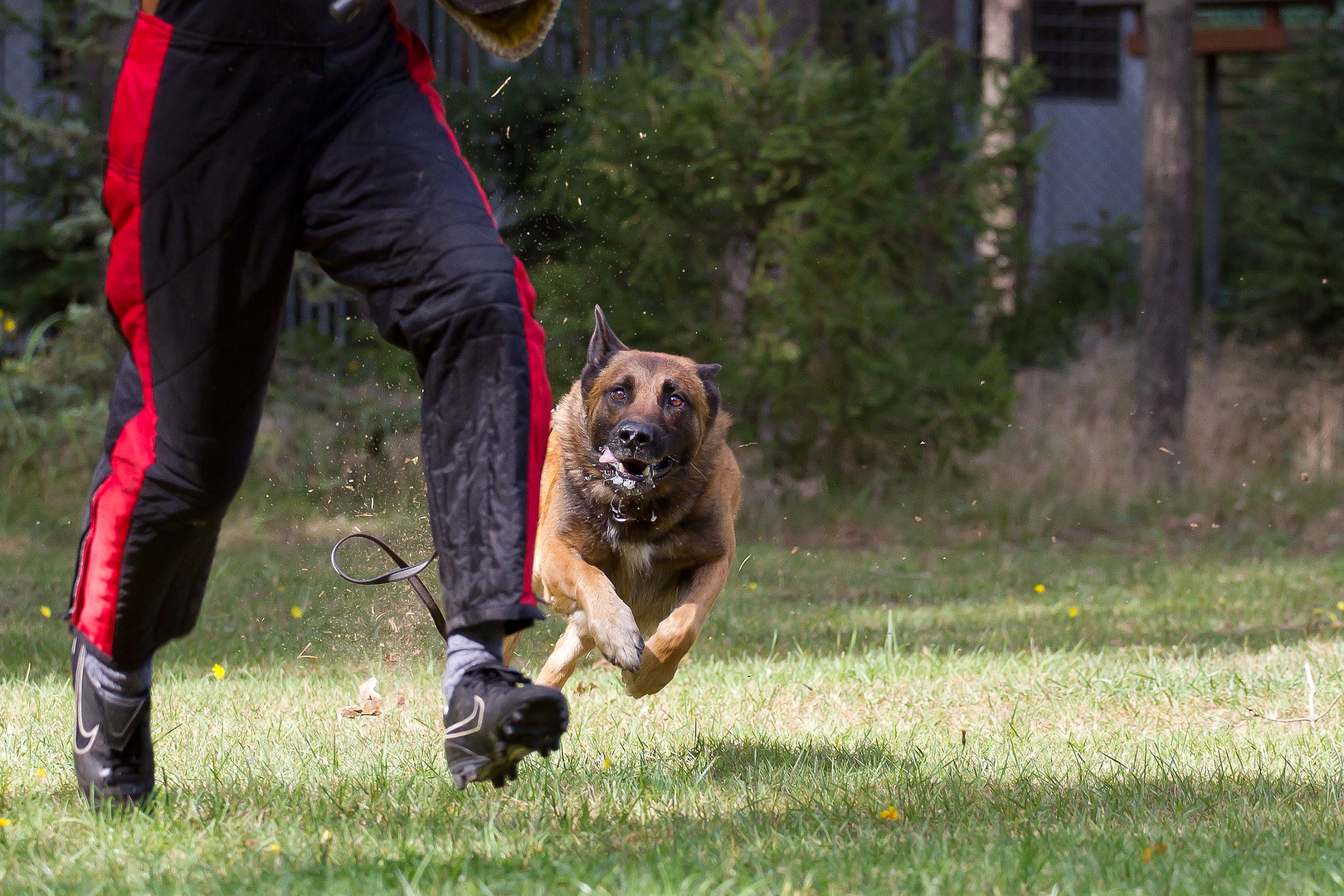 Action auf dem Hundeplatz