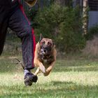 Action auf dem Hundeplatz