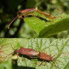 Action auf der Schwarzen Johannisbeere - Braune Randwanze (Gonocerus acuteangulatus)