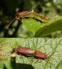 Action auf der Schwarzen Johannisbeere - Braune Randwanze (Gonocerus acuteangulatus)