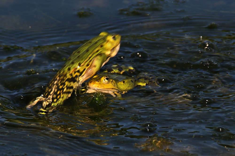 Action bei den Fröschen am Weiher