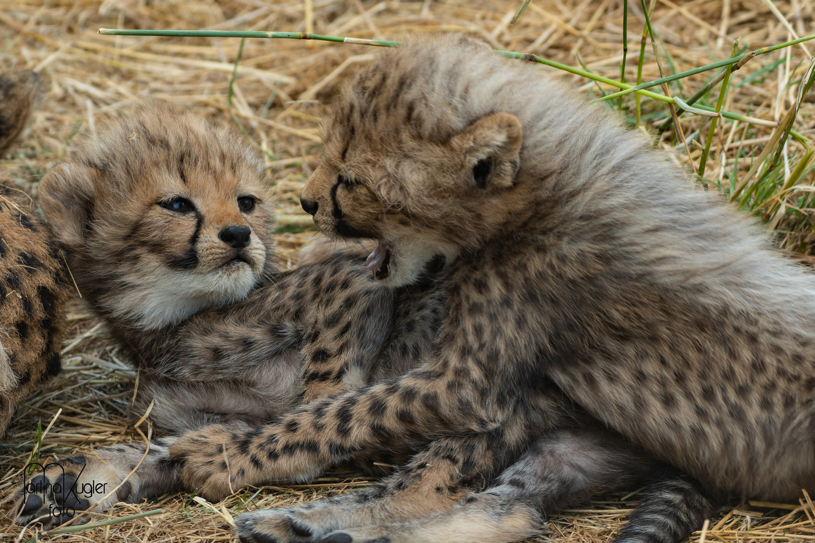 Action bei den Gepardenbabies