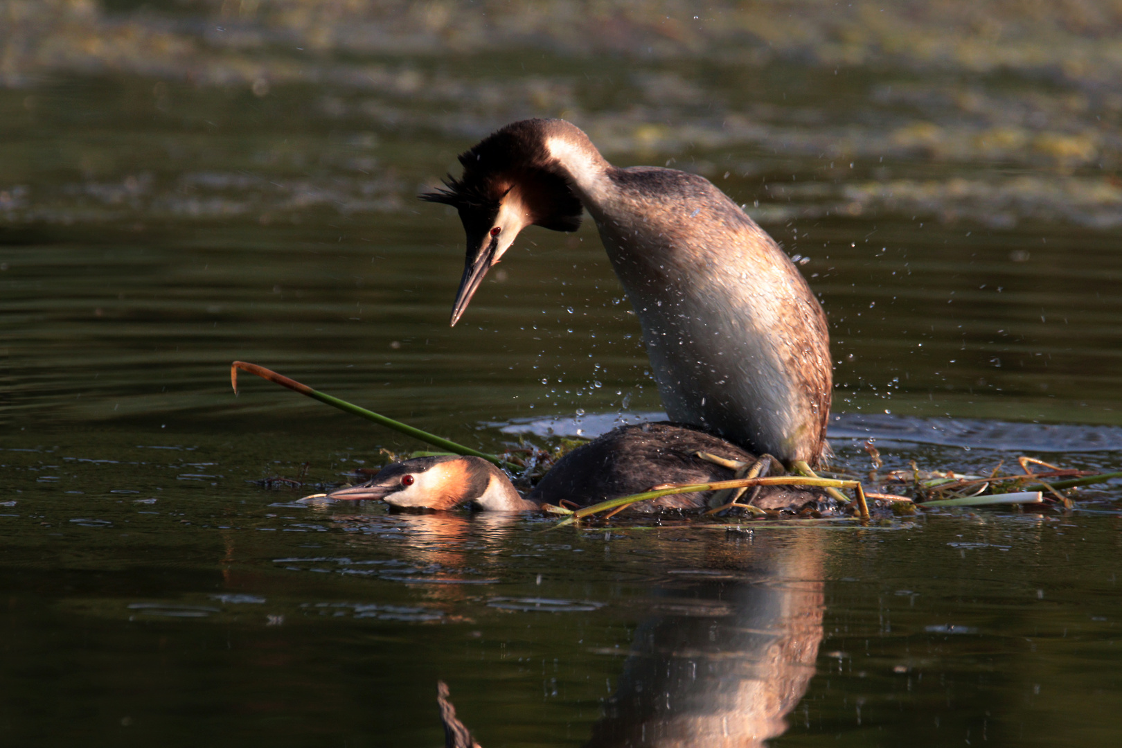 Action bei den Haubentauchern Foto & Bild wasser, teich, natur Bilder