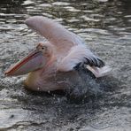 Action bei den Pelikanen 2