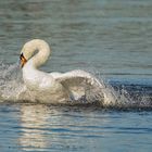 Action bei den Schwänen 014a