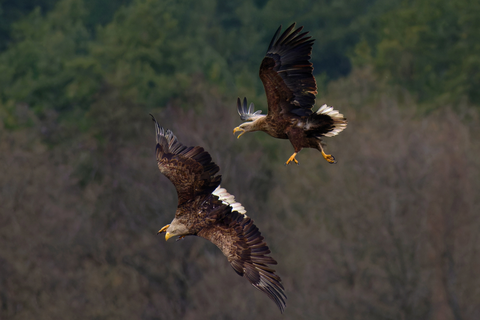 Action bei den Seeadlern (Haliaeetus albicilla)