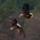 Action bei den Seeadlern (Haliaeetus albicilla)