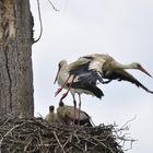 Action bei der Storchenfamilie
