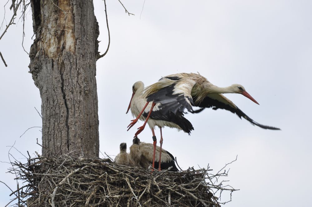 Action bei der Storchenfamilie