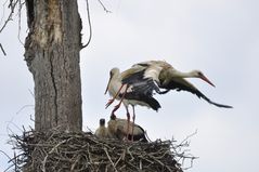 Action bei der Storchenfamilie