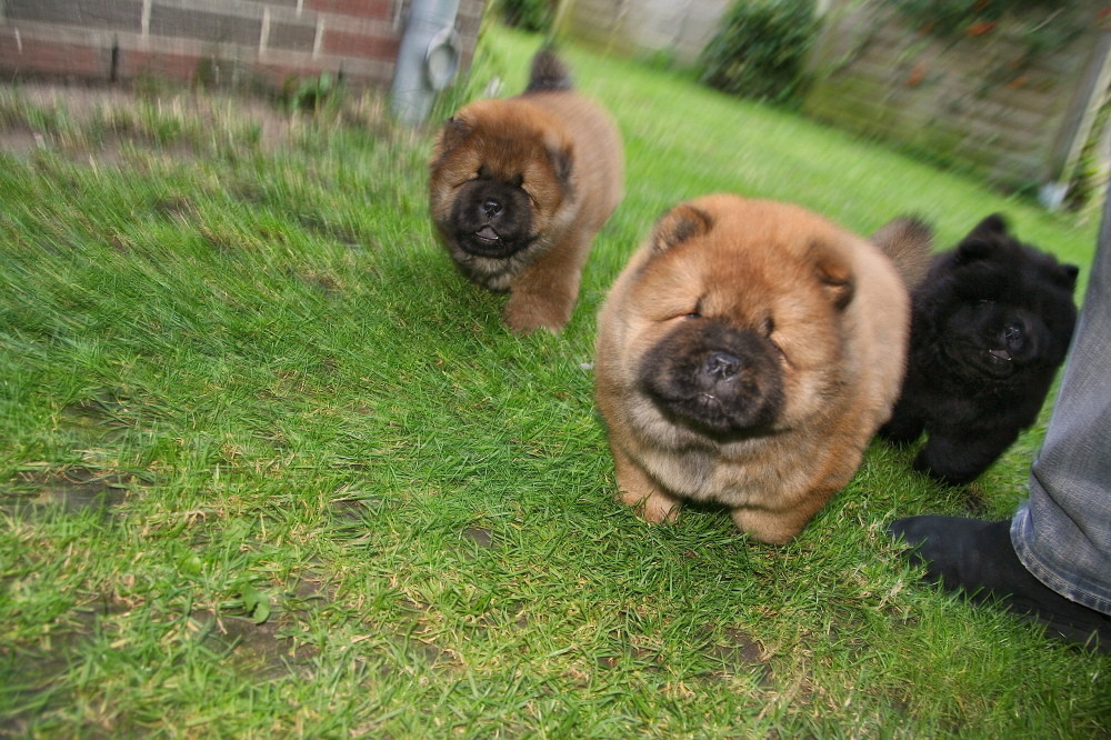 Action Chow Chow Babies