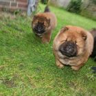 Action Chow Chow Babies