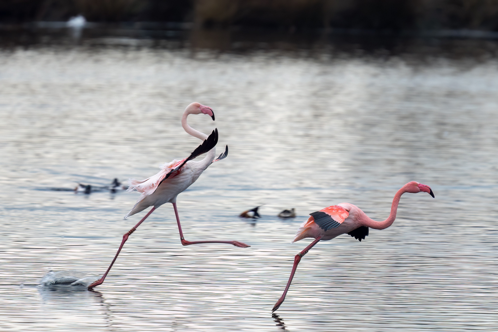 Action der Flamingos