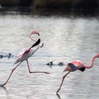 Action der Flamingos