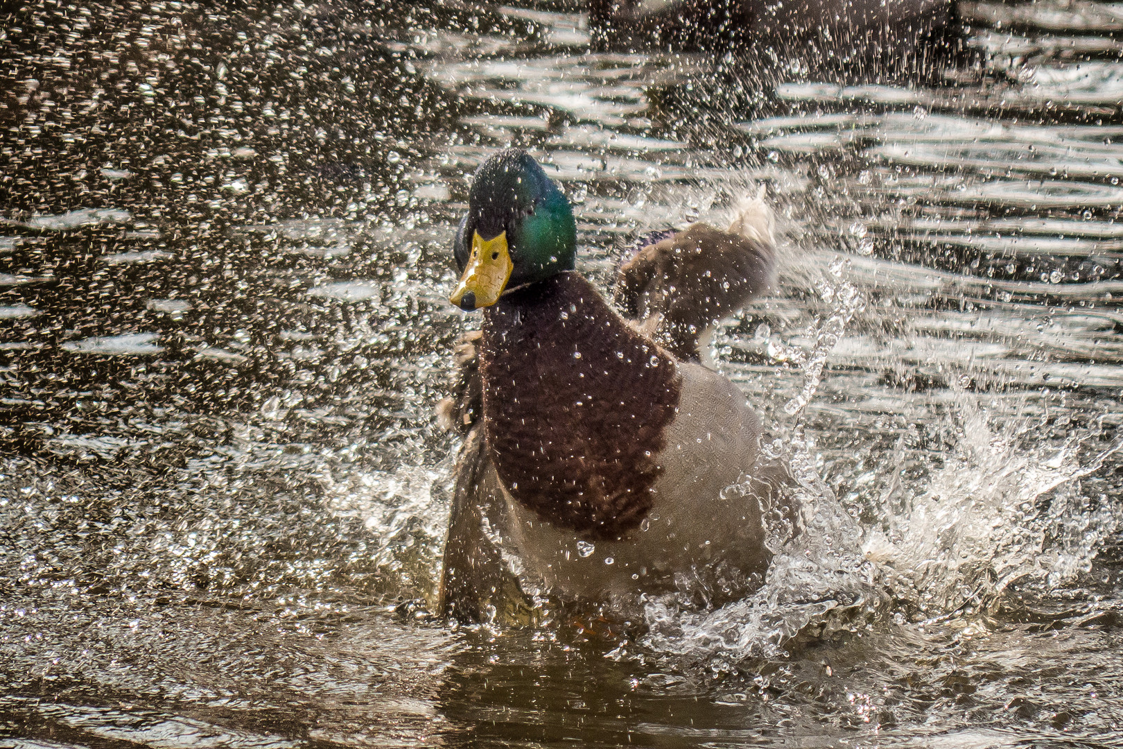 Action Duck 