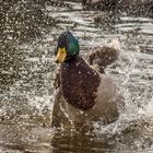 Action Duck 