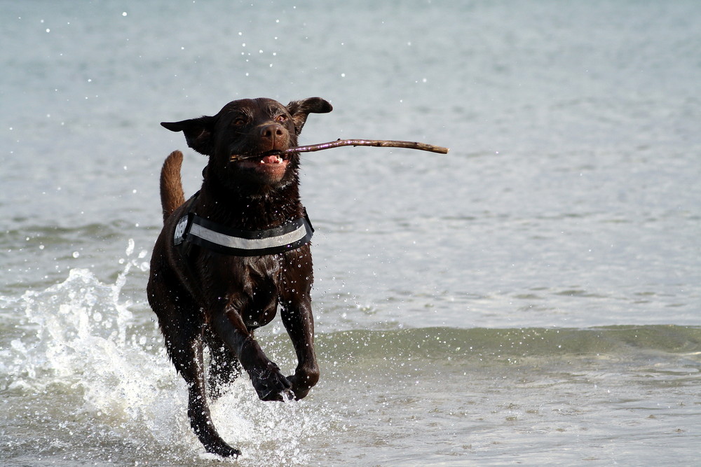 ~ Action..... endlich wieder Strand ~