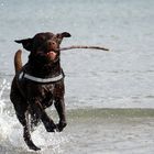 ~ Action..... endlich wieder Strand ~