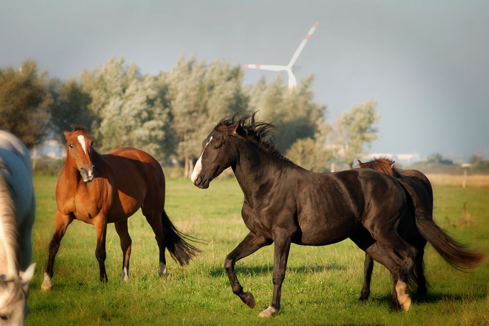 Action Horses