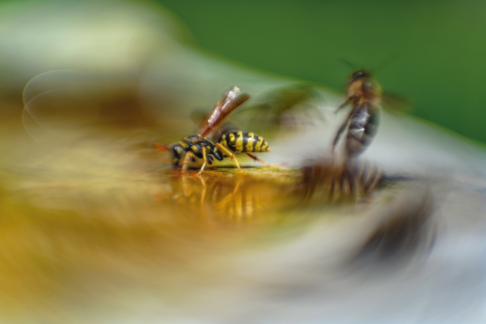 Action im Bienenstaat