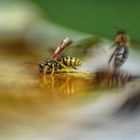 Action im Bienenstaat