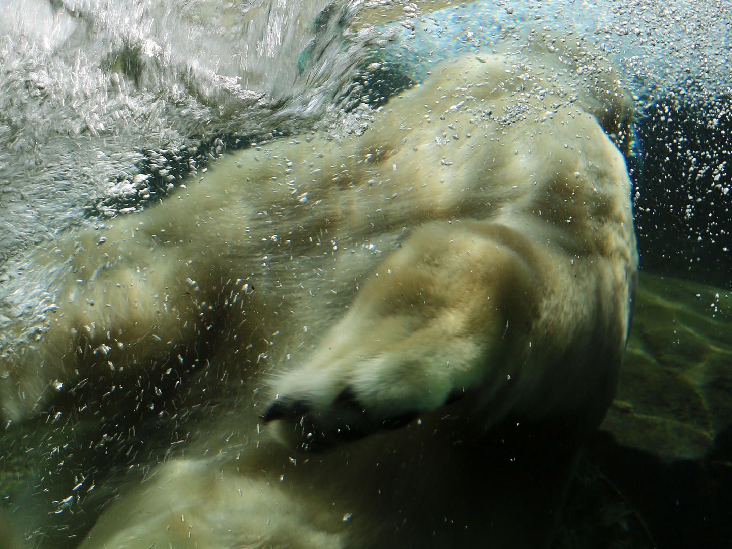 Action im Eisbärenpool 1