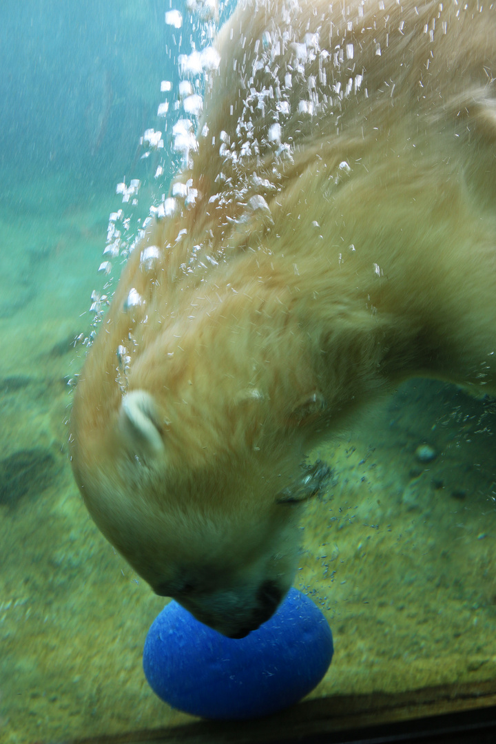 Action im Eisbärenpool 2