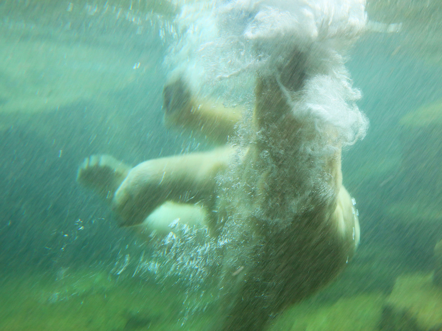 Action im Eisbärenpool 3