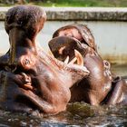 Action im Flusspferdbecken